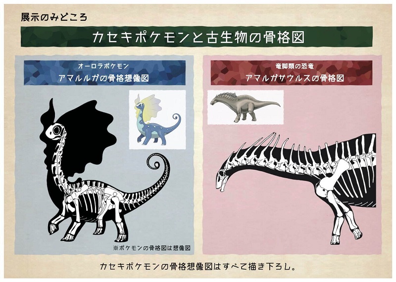 Pokémon : leurs fossiles envahissent les musées japonais !